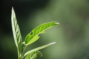 Monarch instar feeding on milkweed soon after hatching