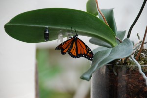 Newly emerged male monarch butterfly